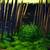 bamboo aquascape
