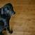 best hardwood floors if you have dogs