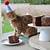 birthday party for cats idea