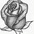 black rose drawing easy