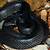 black snakes in alabama