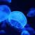 blue aesthetic jellyfish