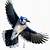 blue jay drawing flying