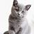 british shorthair lilac kittens for sale