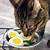 can cats eat eggs everyday