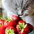 can cats eat strawberries and blueberries