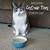 catnip tea for cats funny