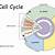 cell life cycle drawing