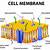 cell membrane definition easy