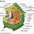cell membrane in plant cell definition