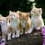 cute animals wallpapers for laptop