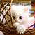 cute baby cats images