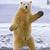dancing bear animated gif
