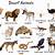 desert animals list with pictures