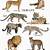 different big cats species