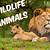 discovery animals videos youtube