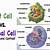 do animal cells have chloroplasts