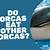 do orcas eat other orcas