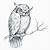 drawing ideas owl