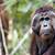 endangered animals in indonesia rainforest
