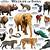 extinct animals list in india