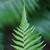 fern leaf