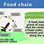 food chain definition biology