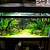 freshwater aquascaping