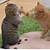 funny cats fighting gif