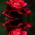 gifs animados de rosas rojas
