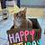 happy birthday cat animated gif
