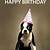 happy birthday images funny dogs