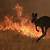 how many animals died in australia fires