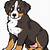 how to draw a bernese mountain dog