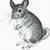 how to draw a chinchilla
