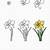 how to draw a daffodil step by step