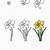 how to draw a daffodil step by step easy