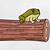 how to draw a frog on a log