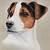 how to draw a jack russell easy