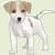 how to draw a jack russell terrier step by step