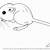 how to draw a kangaroo rat