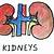 how to draw a kidney step by step