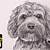 how to draw a labradoodle