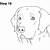 how to draw a labrador head