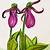 how to draw a lady slipper flower step by step