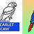 how to draw a macaw