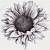 how to draw a realistic sunflower