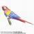 how to draw a scarlet macaw