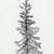 how to draw a sitka spruce tree