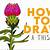 how to draw a thistle step by step